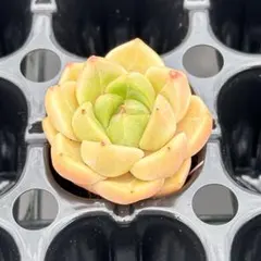 多肉植物　エケベリア　 蜜のサムネイル