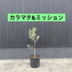 2026年最新】オリーブ苗木 カラマタの人気アイテム - メルカリ