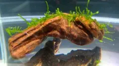 南米ウィローモス　三角葉　マングローブ系流木