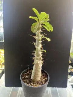 【希少】パキポディウム ラメリー 約40cm 美株 実生 塊根植物　抜き苗発送 希少】パキポディウム ラメリー 約40cm 美株 実生 塊根植物 抜き苗発送