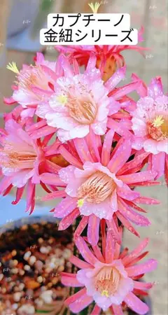 多肉植物　花サボテン　金紐シリーズ otto カキコ 2025年最新】サボテン 金紐の人気アイテム - メルカリ