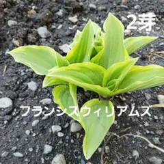 2】中型種 ギボウシ / ホスタ ジョージア スイートハート 苗 1芽