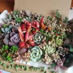 多肉植物カット苗詰め合わせエケベリアセット