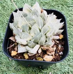 2025年最新】ハオルチア 白蛇伝の人気アイテム - メルカリ