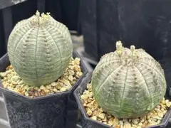 オベサ 実生 おまかせ9株まとめ売り - メルカリ