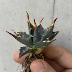 saibai_taniku様 リクエスト 3点 まとめ商品