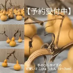 2025年最新】草月のいけばなの人気アイテム - メルカリ
