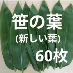 ①笹の葉　25㎝前後　60枚　ネコポス発送　5/19(火)締切