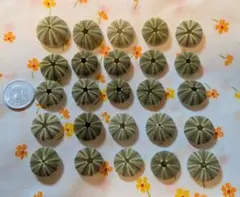 ウニの殻 ウニ殻 まとめて Ｎｏ．6 貝殻