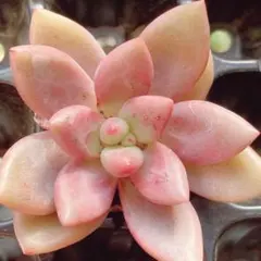 2025年最新】多肉 ピーチブロッサムの人気アイテム - メルカリ