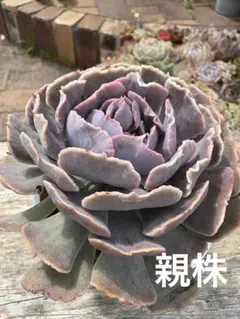 シャビアナトリュフ◎多肉植物 カット苗 輸入苗 エケベリア等 エケベリア・シャビアナトリュフ - メルカリ