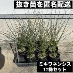 2026年最新】ダシリリオン ミキワネンシスの人気アイテム - メルカリ