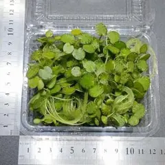 【匿名配送】　アマゾンフロッグピット　25株　小～中サイズのサムネイル