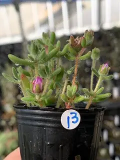 にんじん様 リクエスト 4点 まとめ商品