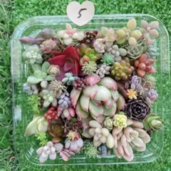 ☆多肉植物　セダムカット苗詰め合わせ⑤