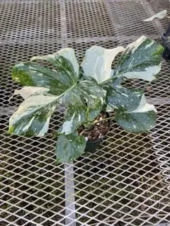 アヌビアスナナ-斑入りキング 綺麗な特大株 - メルカリ