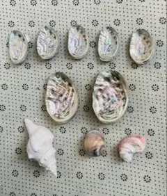 貝殻セット ハンドメイド素材