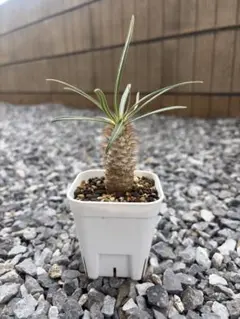 パキポディウムグラキリス 現品鉢ごと発送メルカリ便 2025年最新】パキポディウムグラキリスの人気アイテム - メルカリ