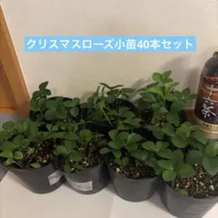 2026年最新】加藤農園さん苗の人気アイテム - メルカリ