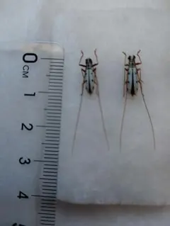 2026年最新】カミキリ 昆虫標本の人気アイテム - メルカリ