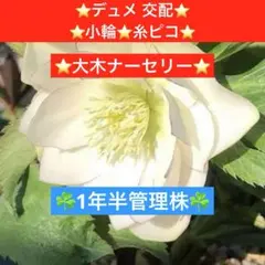 276 ☘️ 1 1/2 년 관리 재고 ☘️⭐️ 덤 메이팅 ⭐️ 작은 꽃 ⭐️ 이토피코 ⭐️ 큰 나무 종묘장 ⭐️