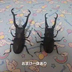 いきもの大図鑑アドバンス　ギラファノコギリクワガタ