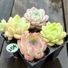 SALE❗️254多肉植物　エケベリア　抜き苗　寄せ植え　人気4種セット❣️