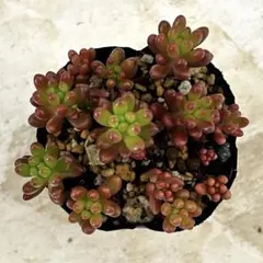 紅稚児 抜き苗 多肉植物 - メルカリ