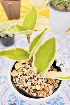 36⭕️ホヤ⭕️現物品