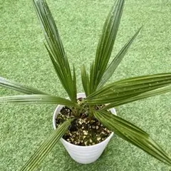 2025年最新】カナリーヤシの人気アイテム - メルカリ