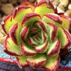 2026年最新】赤い太陽多肉植物の人気アイテム - メルカリ