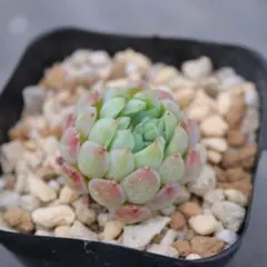 エケベリア・ラノリンボール