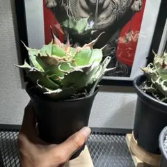 アガベ 黒豹のサムネイル