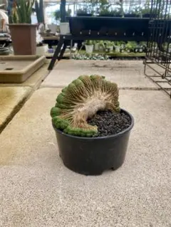 2025年最新】オベサ 綴化の人気アイテム - メルカリ