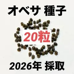 本日採取】超新鮮 ユーフォルビア ギラウミニアナ 種子 3粒 6/17まで②