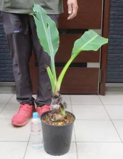 【オススメ】★地湧金蓮★苗　大株 オススメ】☆地湧金蓮☆苗 大株 - メルカリ