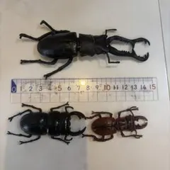 最終値下クワガタ 昆虫フィギュア 3体セット