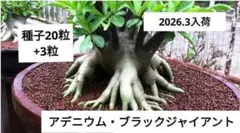 おから様 リクエスト 2点 まとめ商品