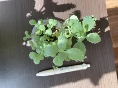 子宝草 多肉植物 観葉植物　ミニ