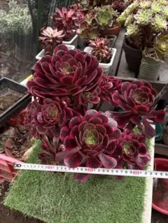 多肉植物。アエオニウム Voodoo紅魔女法師七彩錦抜き苗 - メルカリ