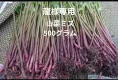 山菜 ミズ 600g 新潟県産 採れたて新鮮発送 - メルカリ