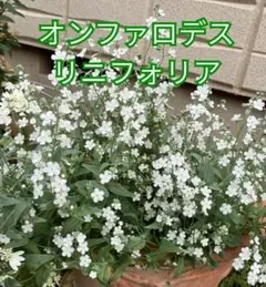 オンファロデス　リニフォリア　ホワイト　種　100粒