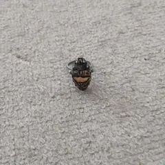 Item thumbnail for item 26ad677b-1dd8-4717-b681-d53dcbc84bbb