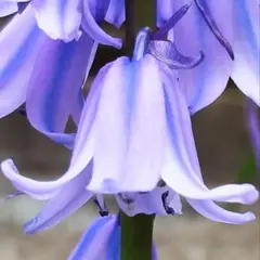 1Tbフリ【5球】綺麗なブルーの 釣鐘水仙 ツリガネスイセン