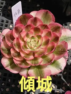 ☆多肉植物☆白鳳錦・アエオニウム☆ - メルカリ