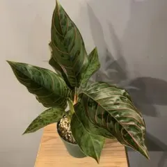 2025年最新】レッドアーミー アグラオネマの人気アイテム - メルカリ