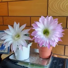 花サボテン 特大カキコ 2株 - メルカリ