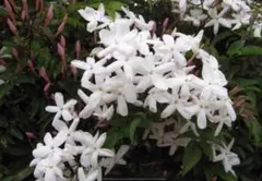 ハゴロモジャスミン　発根苗