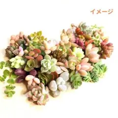 【多肉植物】約50本！ちまちま寄せ用 抜き苗 カット苗 詰め合わせ⑥