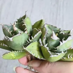 ゆ（＾Ｏ＾）様 リクエスト 3点 まとめ商品